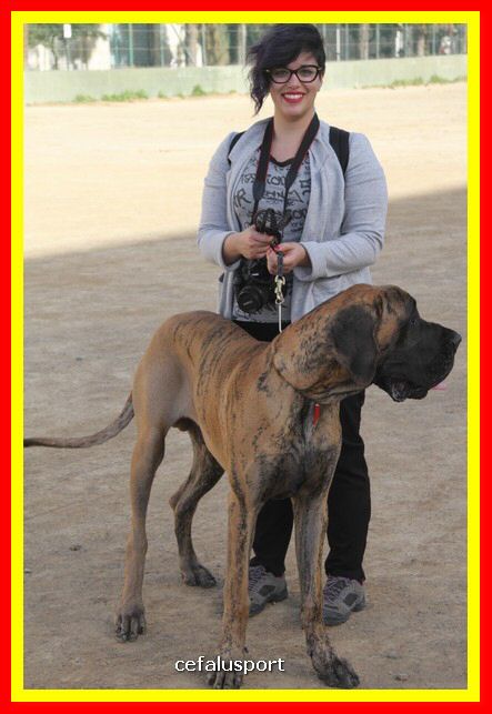 180311 mostra_canina 146.jpg